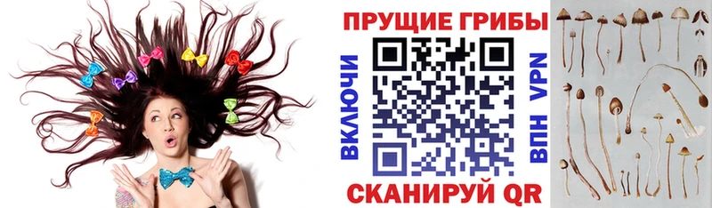 Галлюциногенные грибы Psilocybine cubensis  Кировск 
