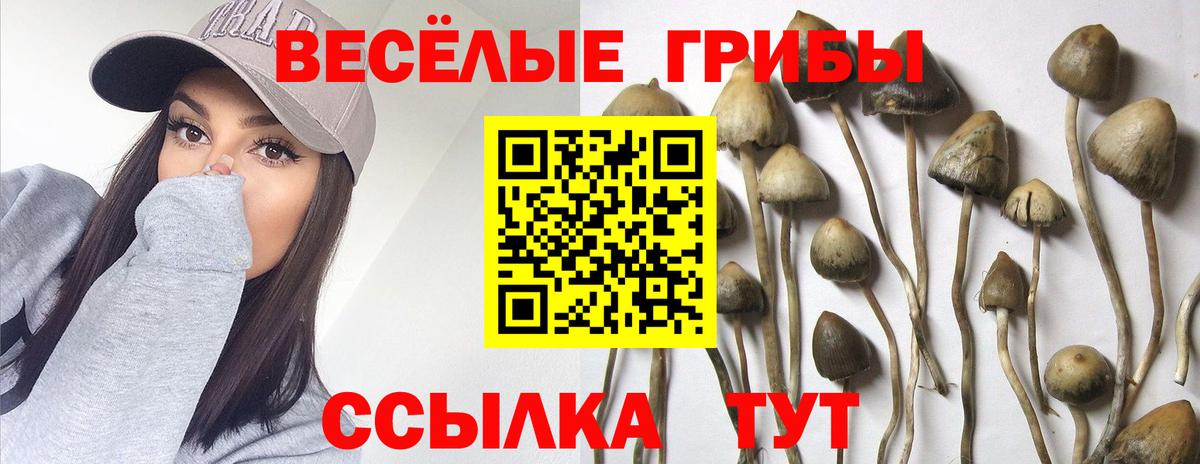 Галлюциногенные грибы Psilocybine cubensis Кировск